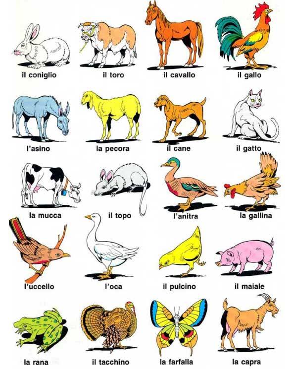 animali