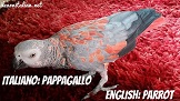 Gli animali: learn Italian animal words
