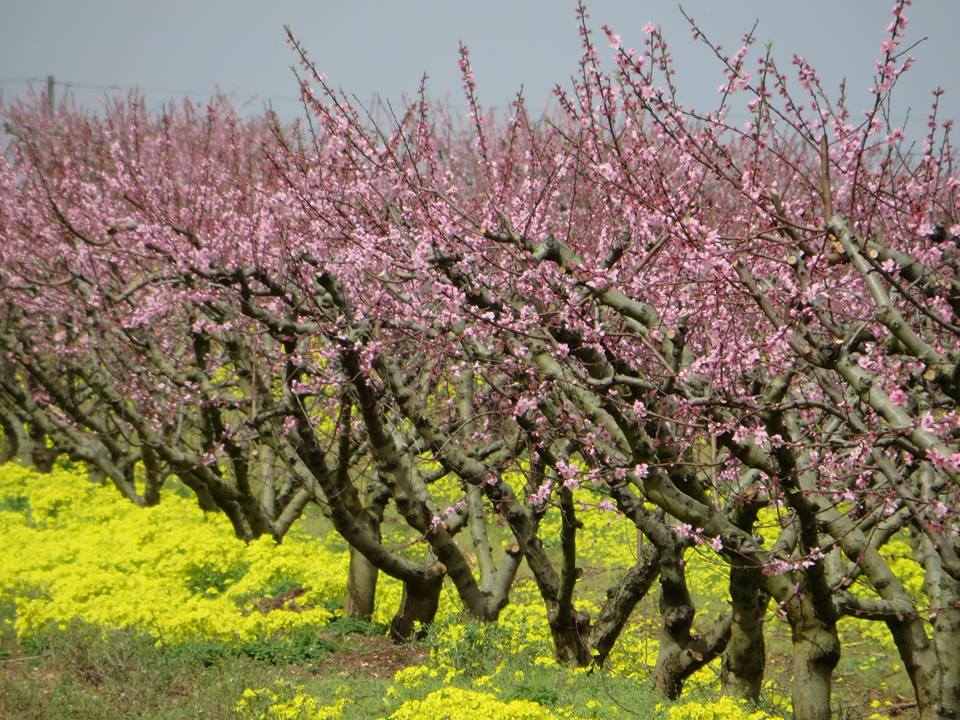 Pink Puglia