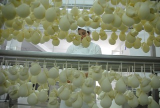 Masters of the cheesemakers and la transumanza